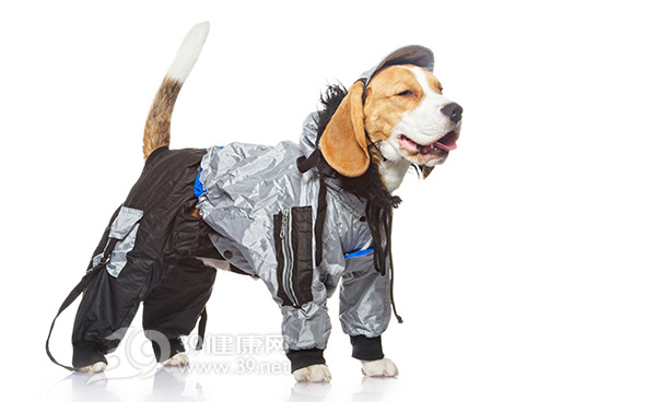警犬